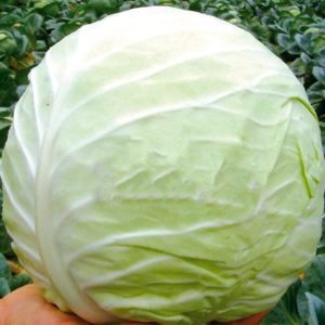 High-yielding cold-tolerant hybrid of Tobia f1 cabbage