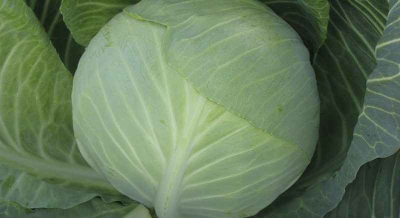 Resistant late maturing hybrid of valentine cabbage f1