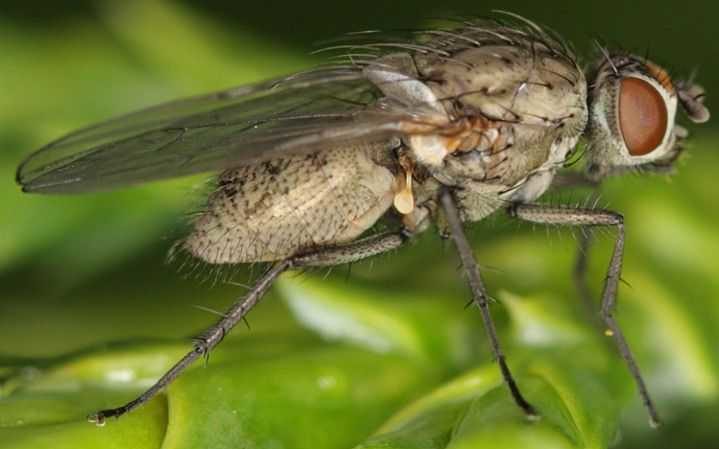 Diseases and pests on cauliflower and methods of dealing with them