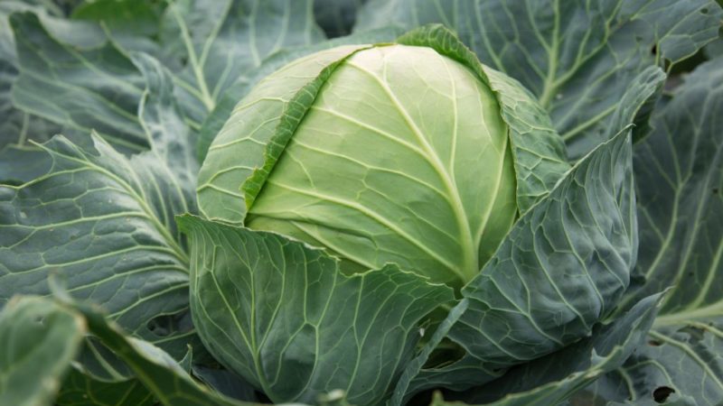 Late cabbage variety Sugarloaf