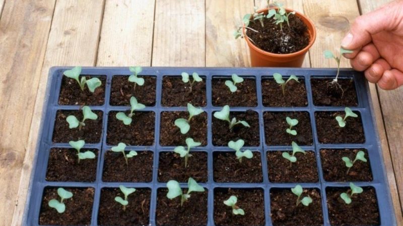 High-yielding cold-tolerant hybrid of Tobia f1 cabbage