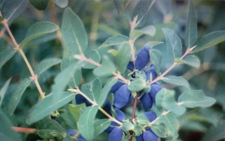 The best varieties of edible honeysuckle