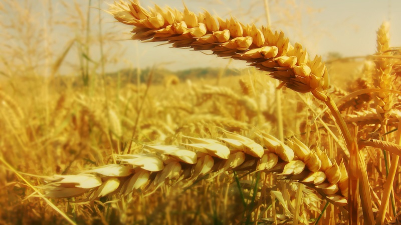 Ear of wheat - structure, botanical description and features