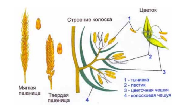 Ear of wheat - structure, botanical description and features