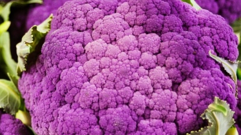 Purple cauliflower: description and photo