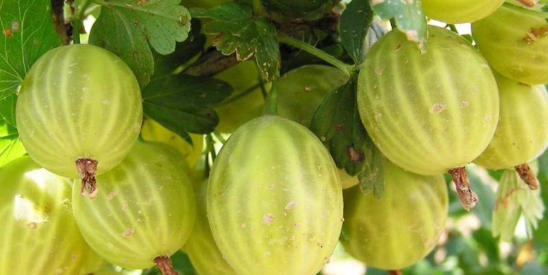 Why is the Baltic gooseberry variety good and why it is worth growing