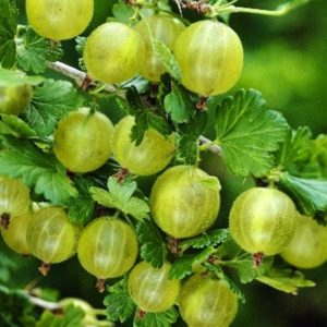 Medium late winter hardy Finnish gooseberry with sweet and sour berries