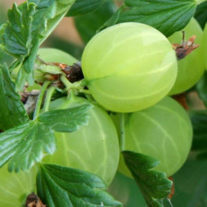 Medium late winter hardy Finnish gooseberry with sweet and sour berries