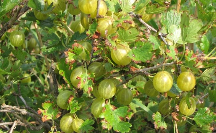 Medium late winter hardy Finnish gooseberry with sweet and sour berries