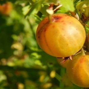 Medium late winter hardy Finnish gooseberry with sweet and sour berries