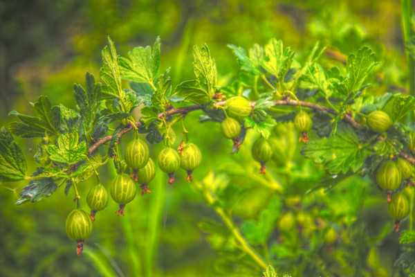 Medium late winter hardy Finnish gooseberry with sweet and sour berries