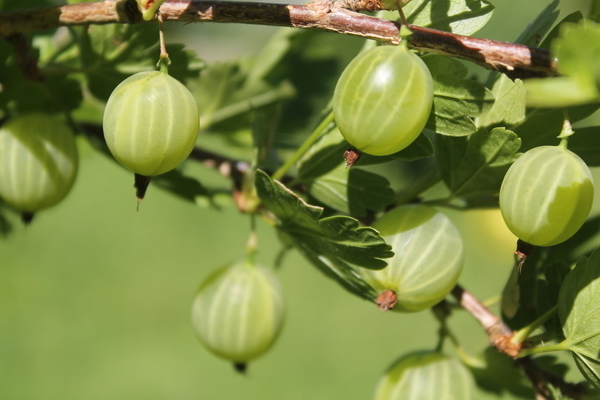Medium late winter hardy Finnish gooseberry with sweet and sour berries