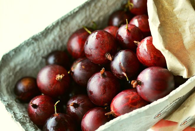 Besshipless red-fruited gooseberry variety Fridonia