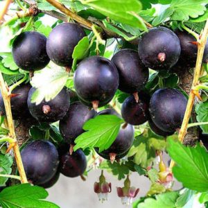 What is the good gooseberry Commander (Vladil) and why it is worth growing