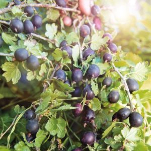 What is the good gooseberry Commander (Vladil) and why it is worth growing