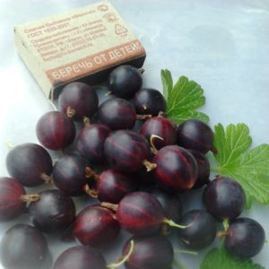 What is the good gooseberry Commander (Vladil) and why it is worth growing