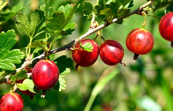 One of the sweetest gooseberry varieties - Candy