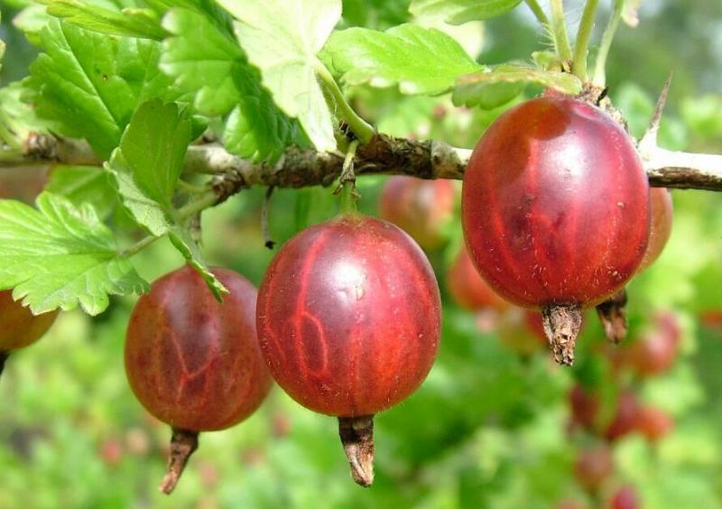Thornless gooseberry Senator with high yield and excellent taste