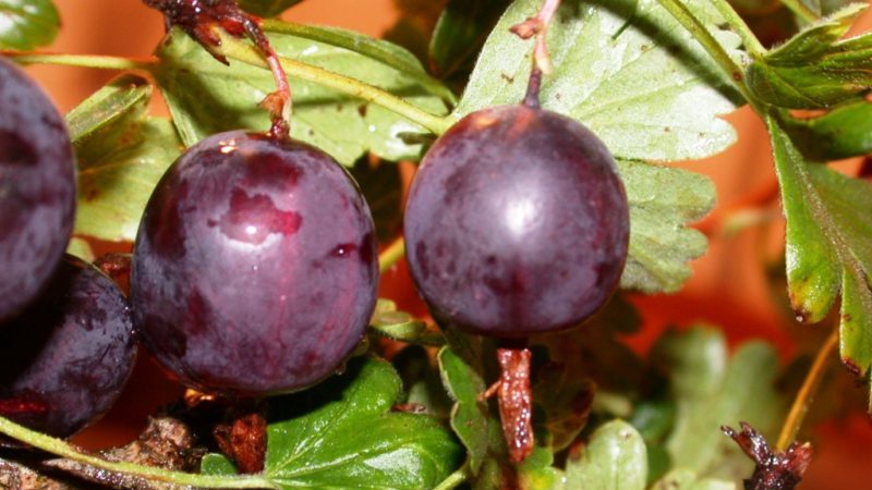 Review of the gooseberry variety North Captain, its pros and cons