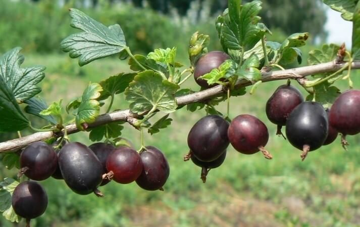 Review of the gooseberry variety North Captain, its pros and cons