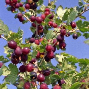 Review of the gooseberry variety North Captain, its pros and cons