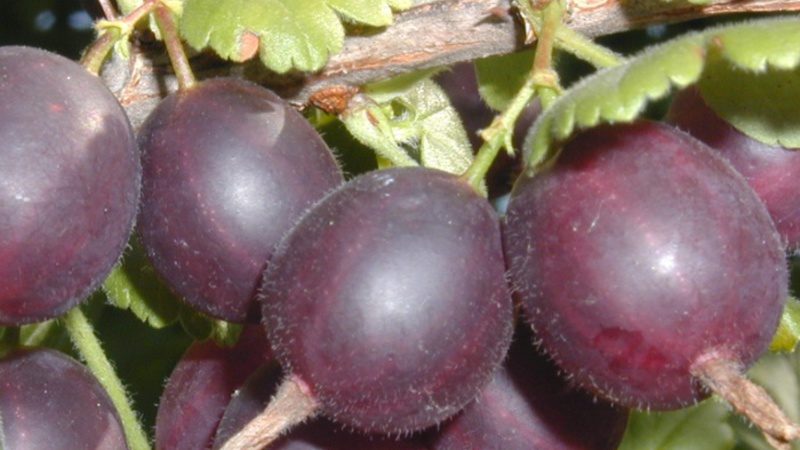 Review of the gooseberry variety North Captain, its pros and cons