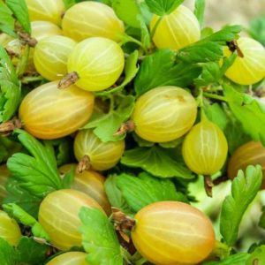 Persistent low-thorn gooseberry Altai numbered, guaranteeing a rich harvest of sweet berries
