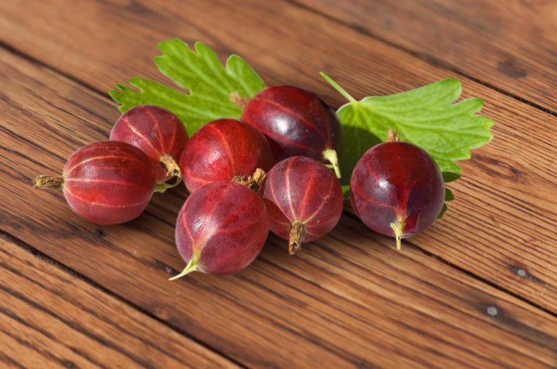 Frost-resistant late-ripening Spinefree gooseberry