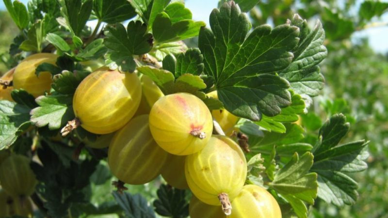 Description of the gooseberry variety Beryl: pros and cons, care features