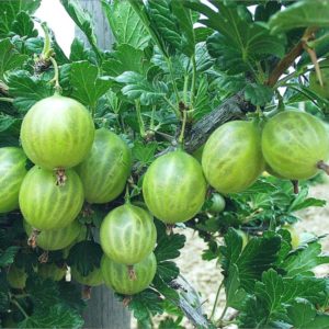 Description of the gooseberry variety Beryl: pros and cons, care features