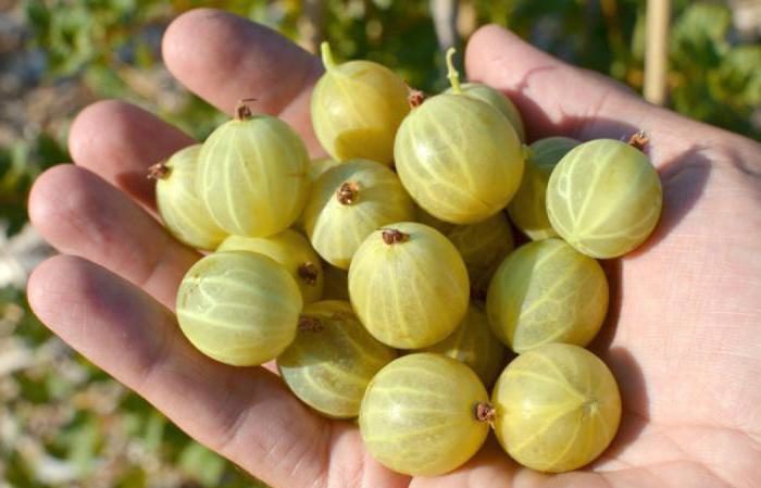 Description of the gooseberry variety Beryl: pros and cons, care features