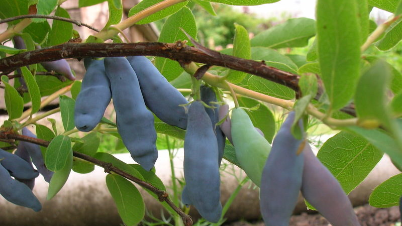 Early ripe sweet variety of honeysuckle Leningrad giant