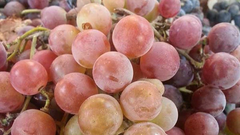 What properties should non-covering grape varieties possess and which of them are considered the best