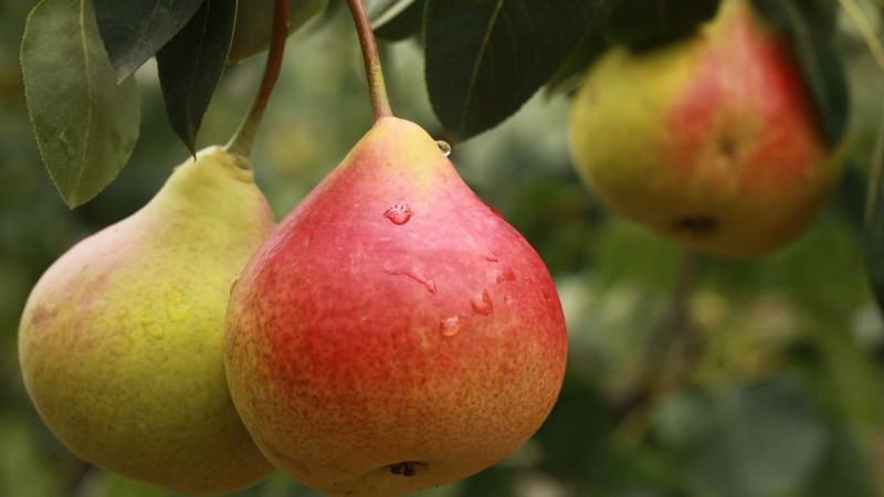 The best self-fertile pear varieties: cultivation features