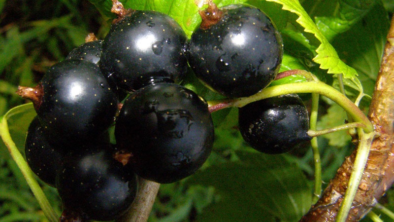 The best varieties of black and red currants for the Leningrad region