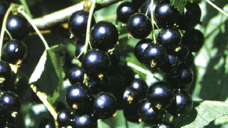 The best varieties of black and red currants for the Leningrad region