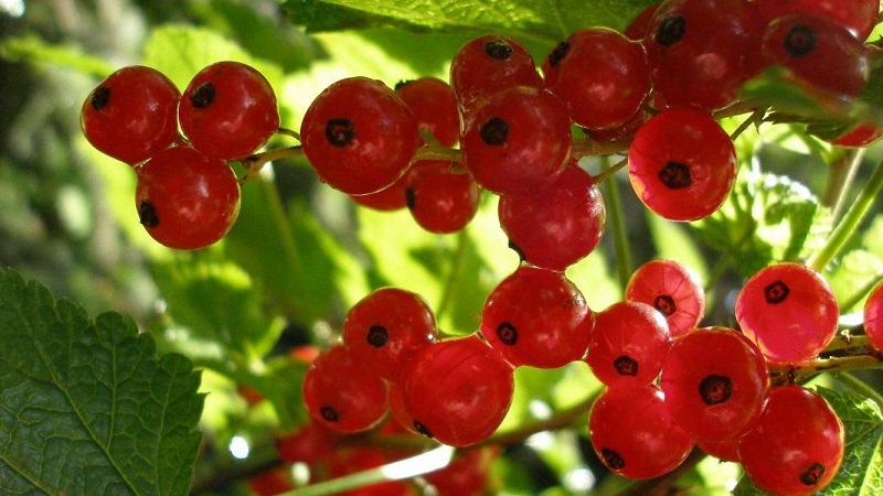 The best varieties of black and red currants for the Leningrad region