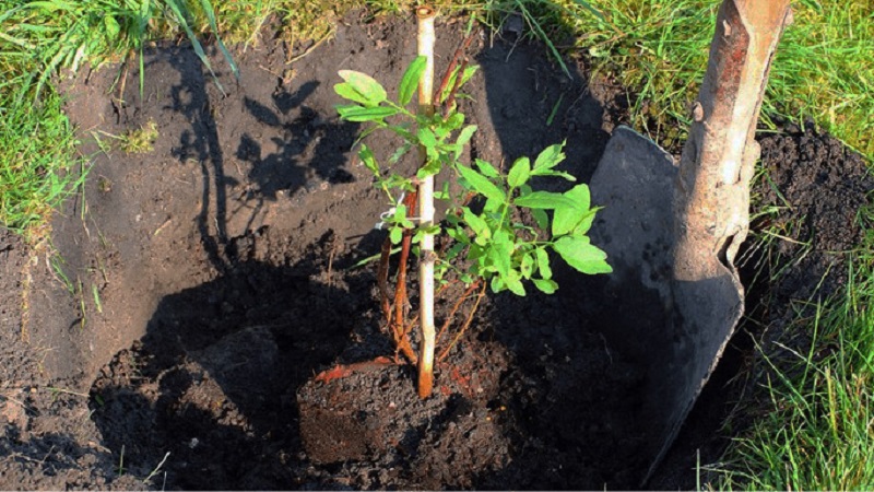 What kind of soil and drainage does honeysuckle love?