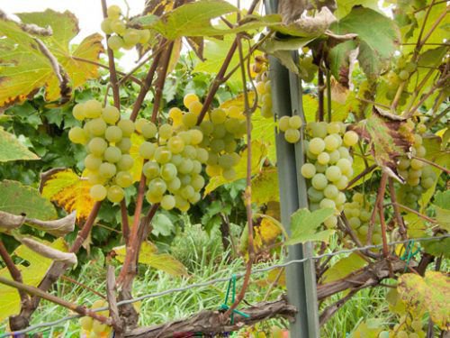 What properties should non-covering grape varieties possess and which of them are considered the best