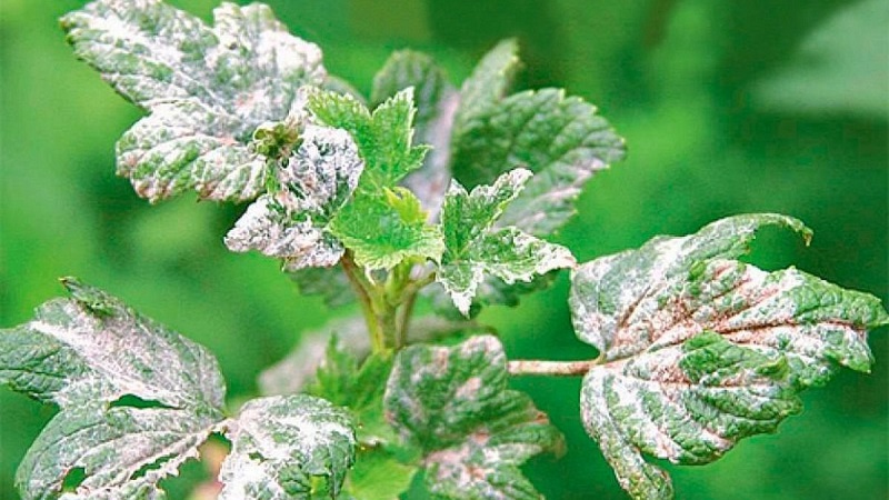 Measures to combat powdery mildew on currants, if berries have already appeared in spring
