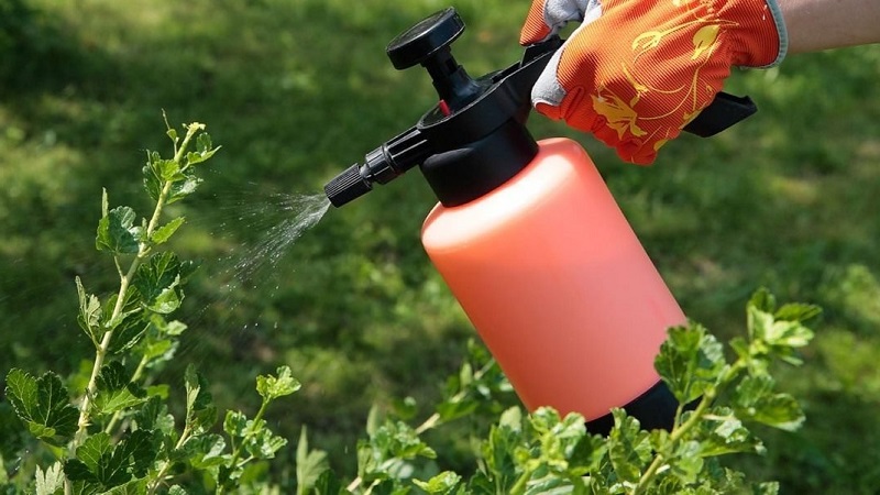 Measures to combat powdery mildew on currants, if berries have already appeared in spring