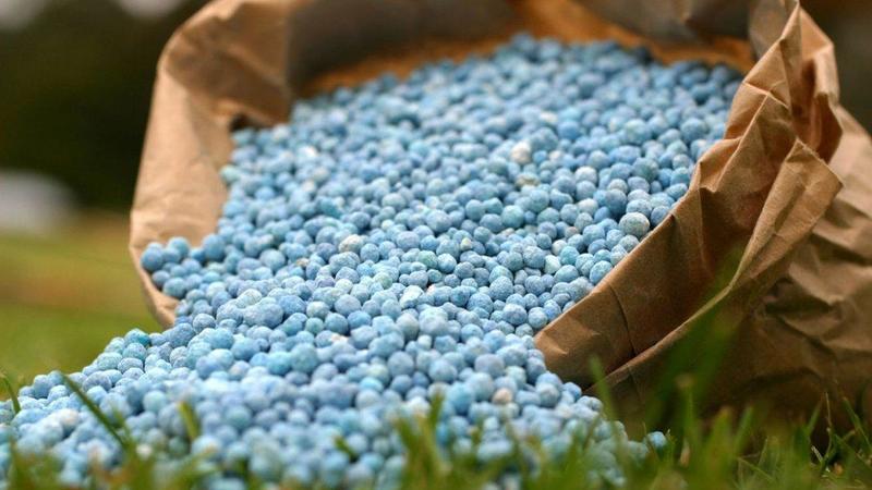 How and what to feed currants in June: the best fertilizers and the rules for their introduction