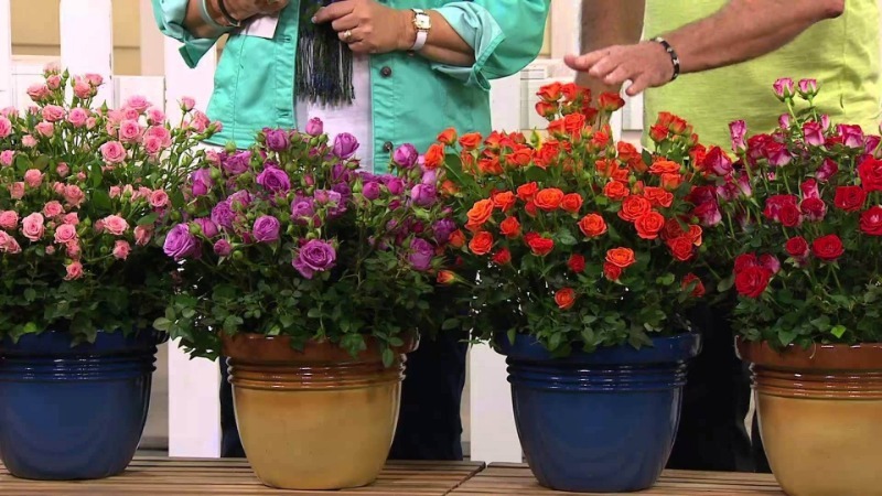 A guide to cutting roses in the fall at home for beginner florists