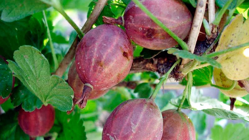Young but very promising gooseberry variety Sadko