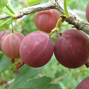 Young but very promising gooseberry variety Sadko