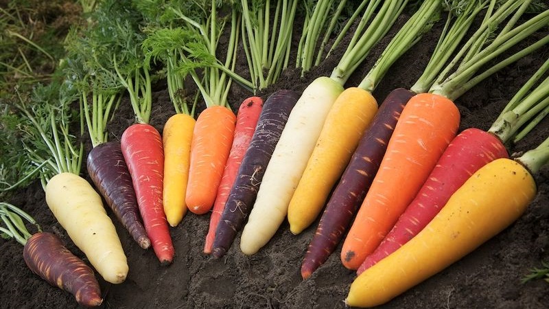 Carrots - what kind of plant it is, how much it weighs, what it consists of - all about carrots