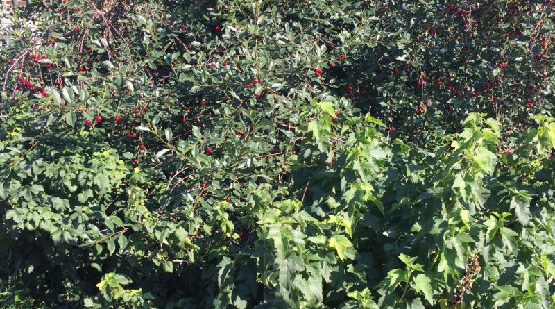 Crop rotation rules for growing berries: is it possible to plant black currants and red ones nearby