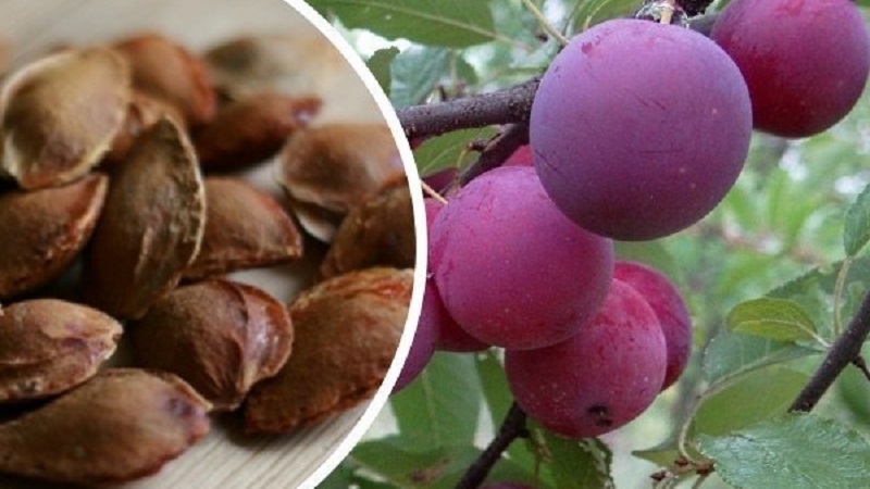 Is it possible to grow a cherry plum from a stone at home and how to do it