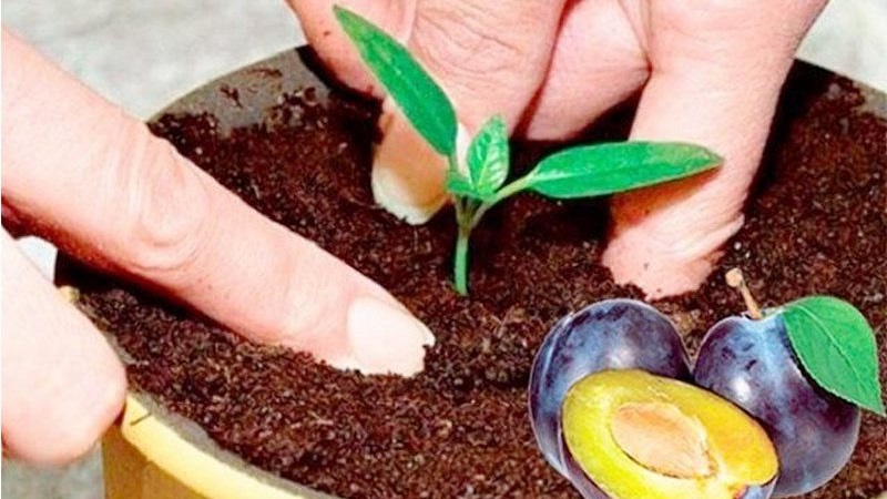 Is it possible to grow a cherry plum from a stone at home and how to do it