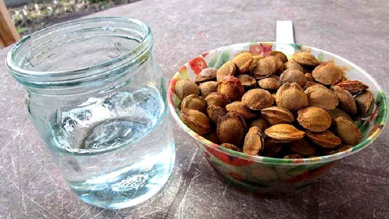 Is it possible to grow a cherry plum from a stone at home and how to do it